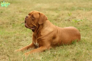 Read more about the article Dogue de Bordeaux breeders and puppies in Midtjylland