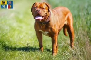 Read more about the article Dogue de Bordeaux breeders and puppies in Moravia-Silesia