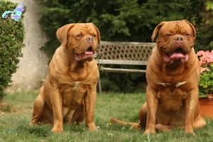 Read more about the article Dogue de Bordeaux breeders and puppies in Nordjylland