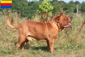 Read more about the article Dogue de Bordeaux breeders and puppies in North Holland