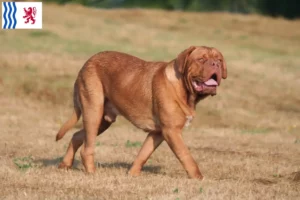 Read more about the article Dogue de Bordeaux breeders and puppies in Nouvelle-Aquitaine