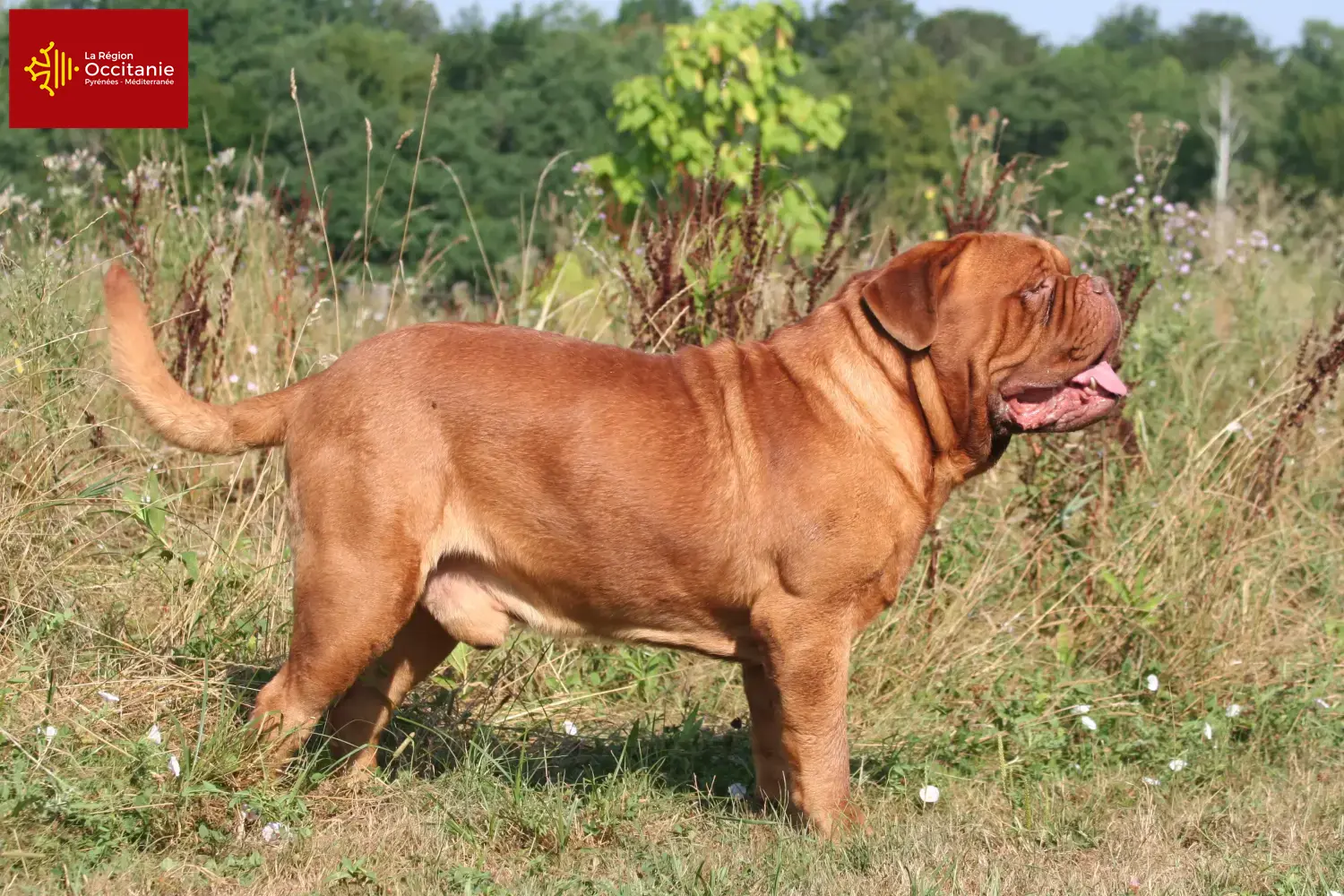 Read more about the article Dogue de Bordeaux breeders and puppies in Occitania