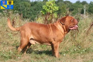 Read more about the article Dogue de Bordeaux breeders and puppies in Olomouc