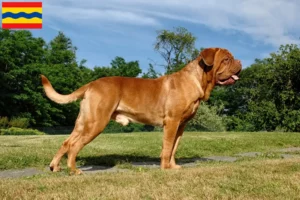 Read more about the article Dogue de Bordeaux breeders and puppies in Overijssel