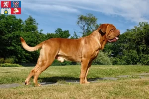 Read more about the article Dogue de Bordeaux breeders and puppies in Pardubice