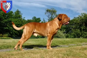 Read more about the article Dogue de Bordeaux breeders and puppies in Pays de la Loire