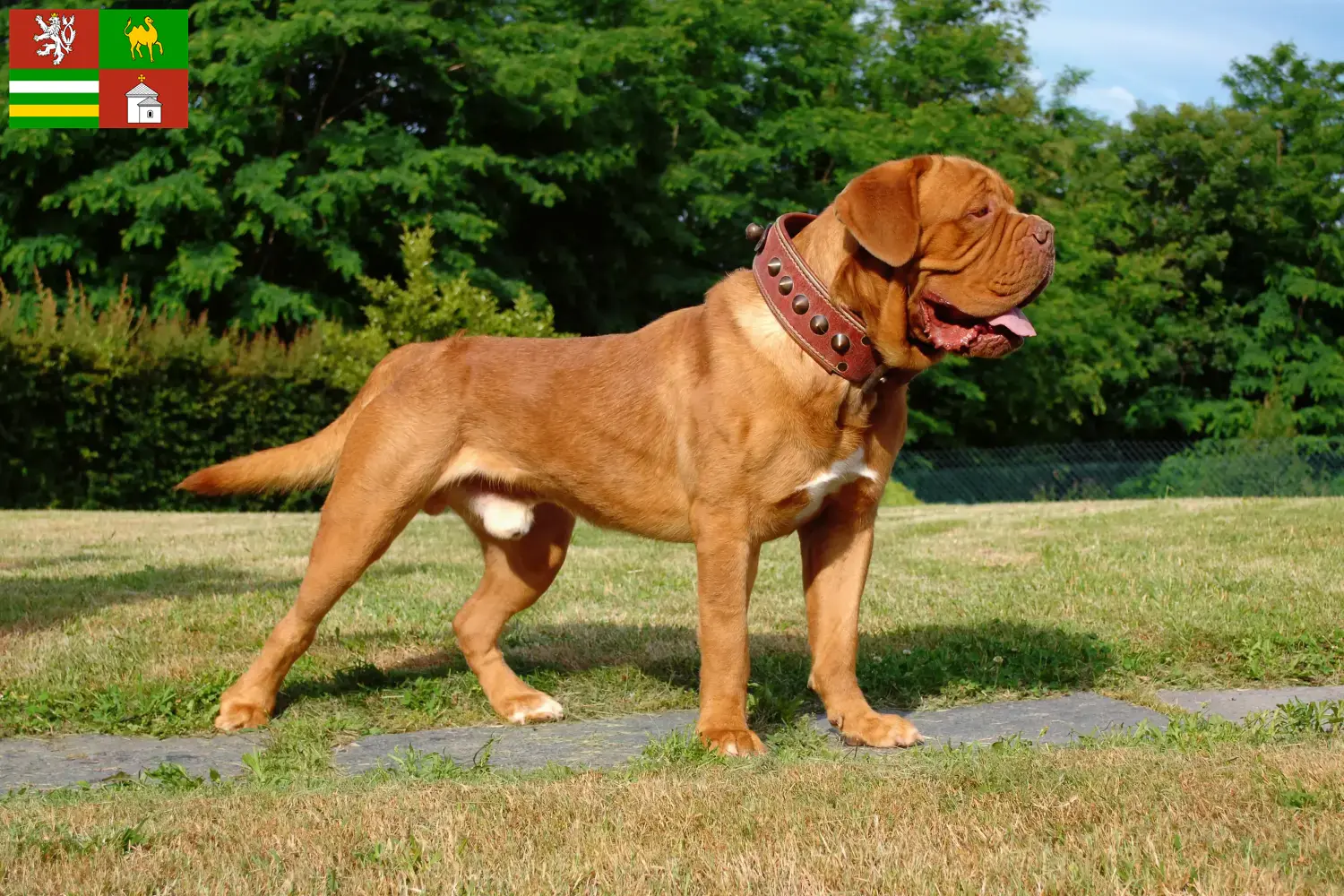 Read more about the article Dogue de Bordeaux breeders and puppies in Pilsen