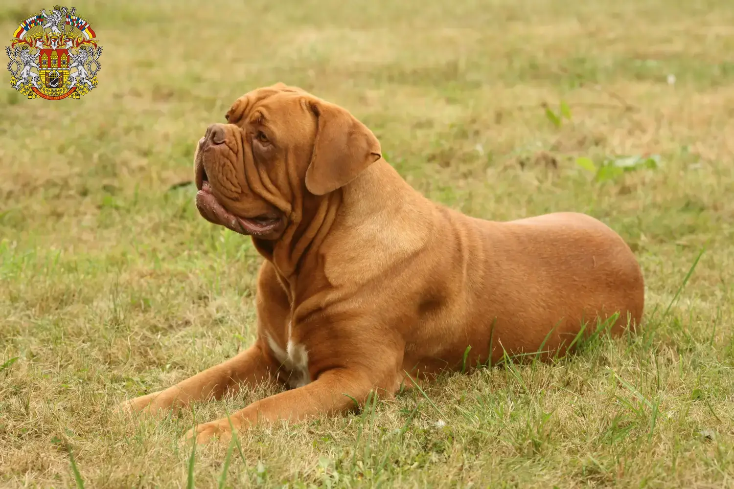 Read more about the article Dogue de Bordeaux breeders and puppies in Prague