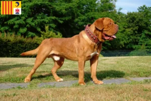 Read more about the article Dogue de Bordeaux breeders and puppies in Provence-Alpes-Côte d’Azur