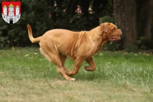 Read more about the article Dogue de Bordeaux breeders and puppies in Salzburg