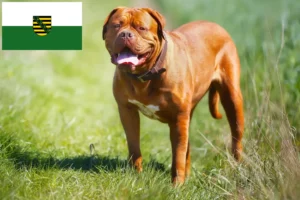 Read more about the article Dogue de Bordeaux breeders and puppies in Saxony