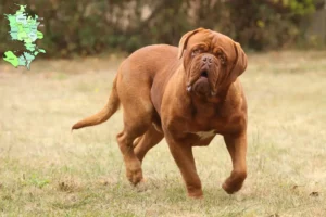 Read more about the article Dogue de Bordeaux breeders and puppies in Sjælland