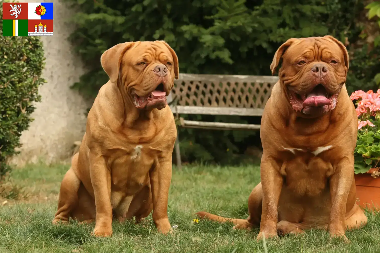 Read more about the article Dogue de Bordeaux breeders and puppies in South Bohemia