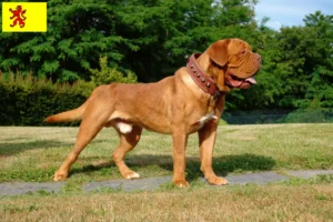 Read more about the article Dogue de Bordeaux breeders and puppies in South Holland