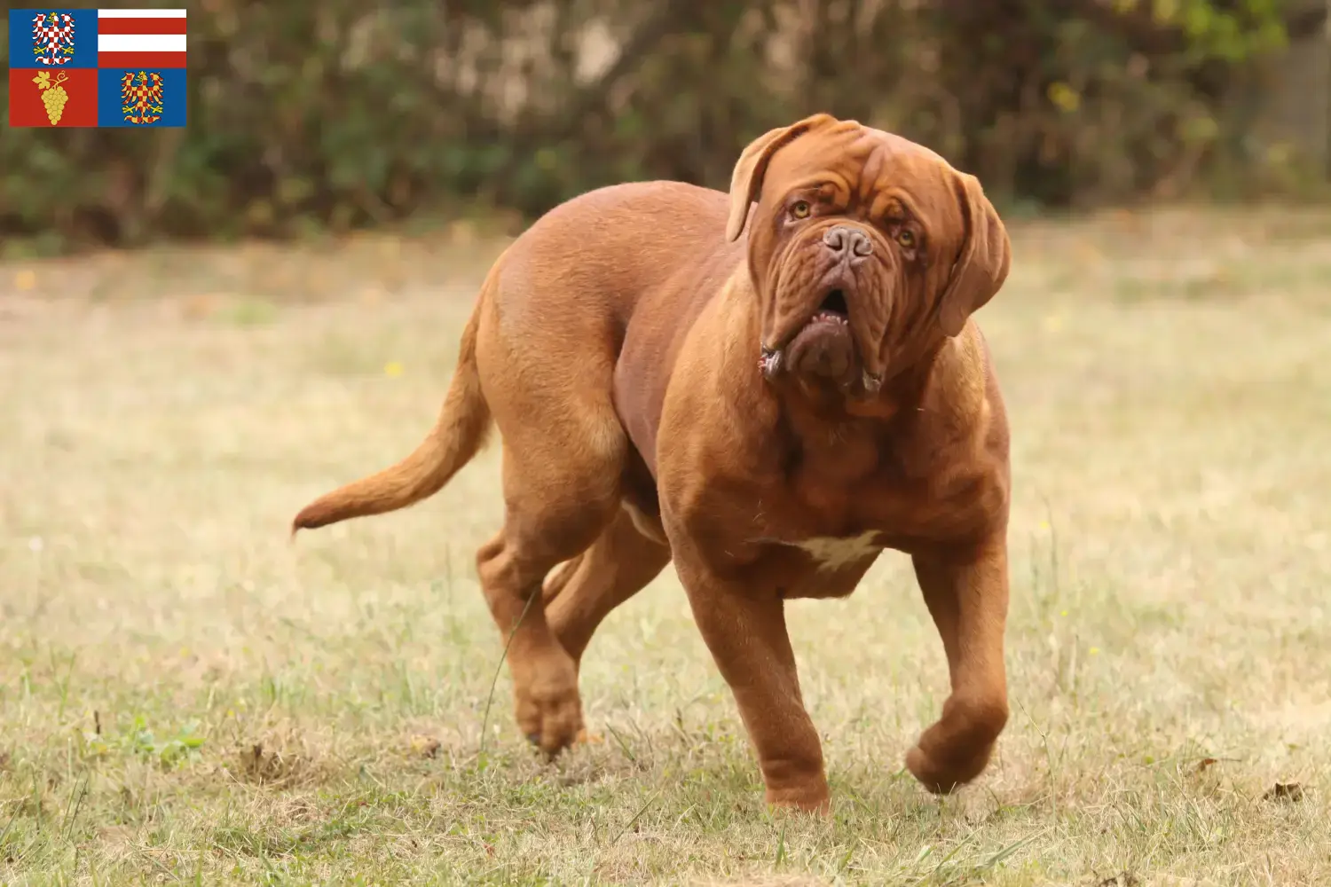 Read more about the article Dogue de Bordeaux breeders and puppies in South Moravia