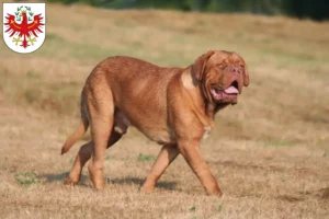 Read more about the article Dogue de Bordeaux breeders and puppies in Tyrol