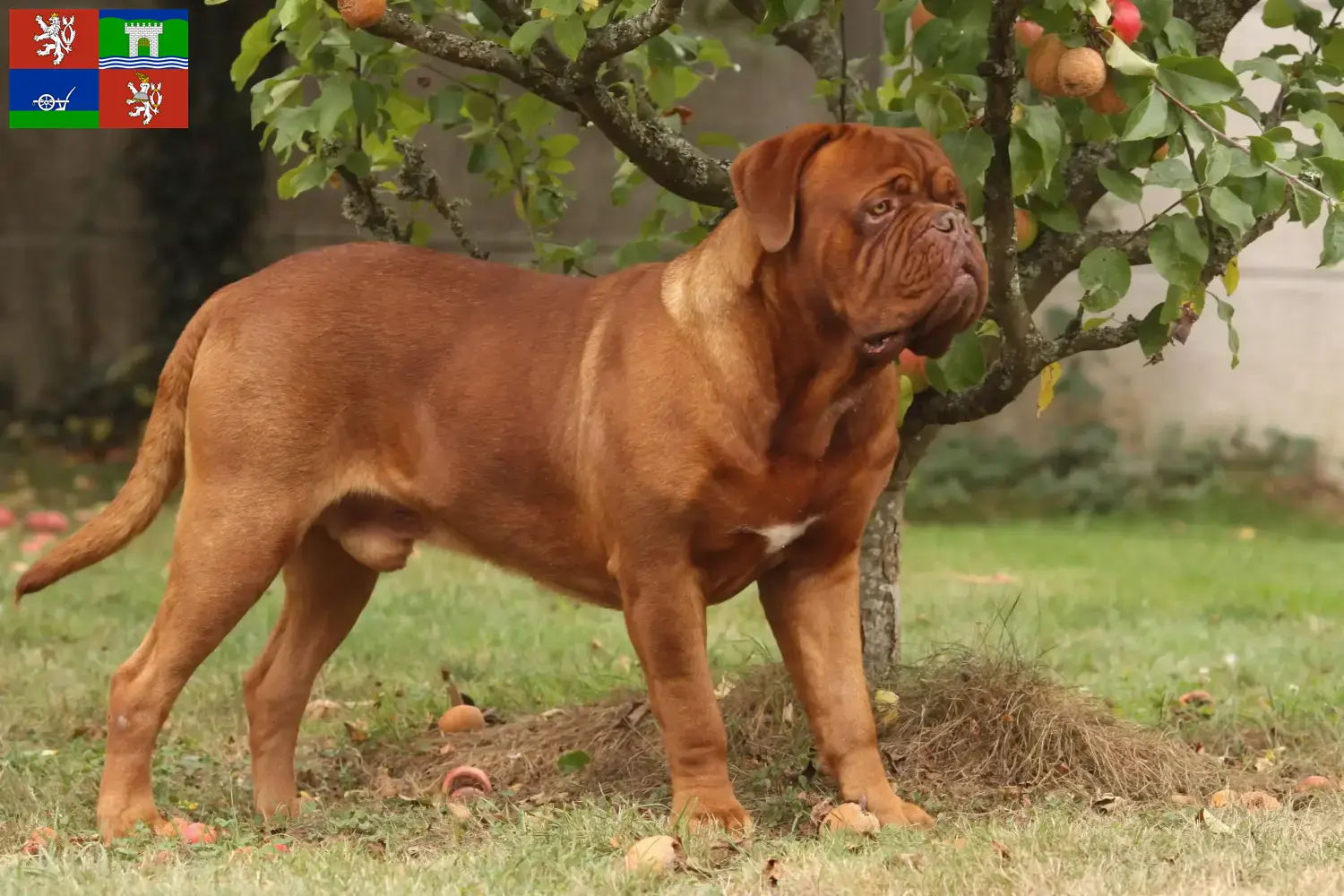 Read more about the article Dogue de Bordeaux breeders and puppies in Ústí