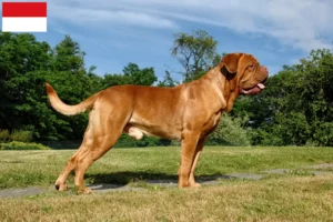 Read more about the article Dogue de Bordeaux breeders and puppies in Vienna