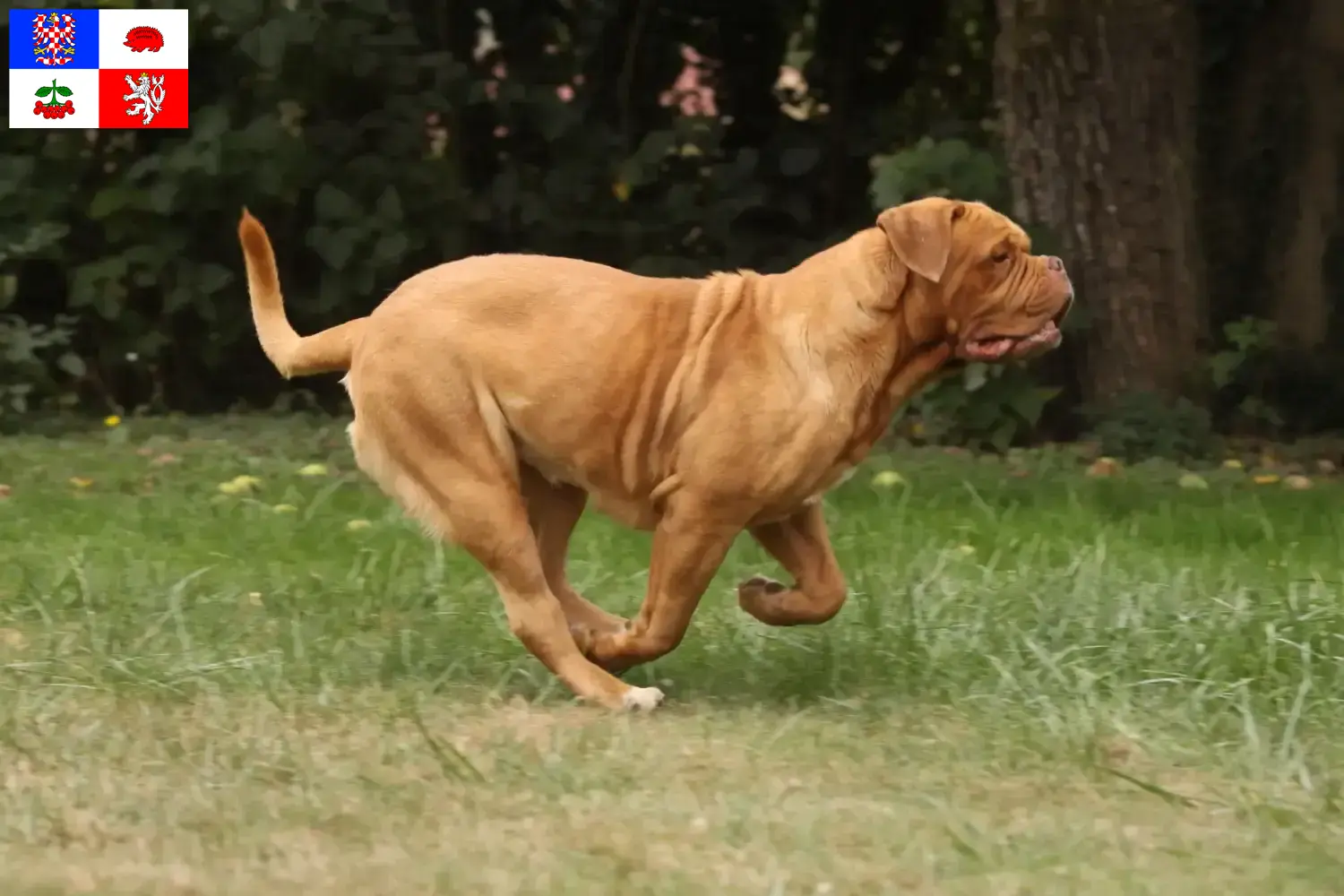 Read more about the article Dogue de Bordeaux breeders and puppies in Vysočina