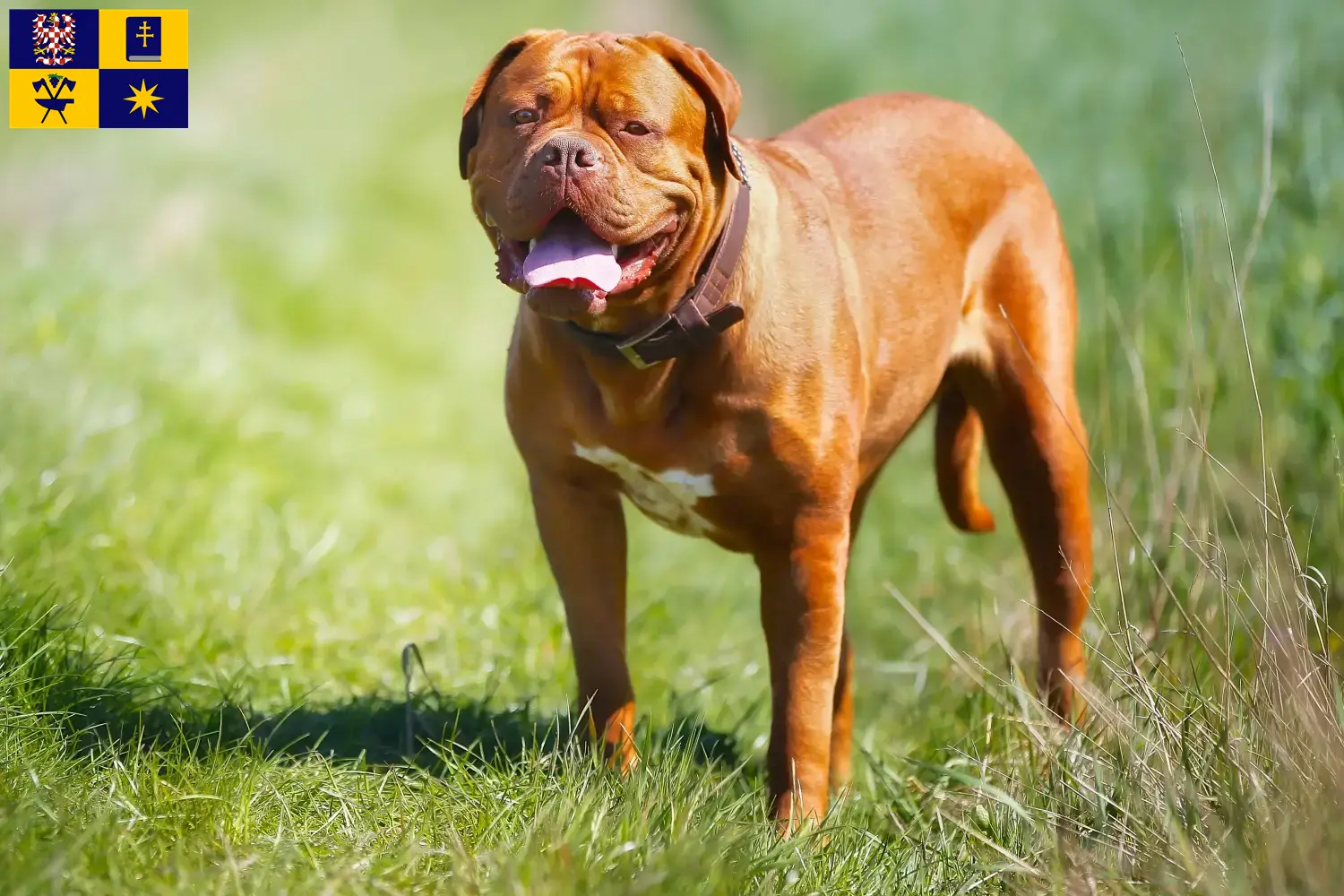 Read more about the article Dogue de Bordeaux breeders and puppies in Zlín