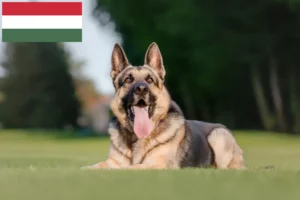 Read more about the article Eastern European Shepherd Dog Breeder and Puppies in Hungary