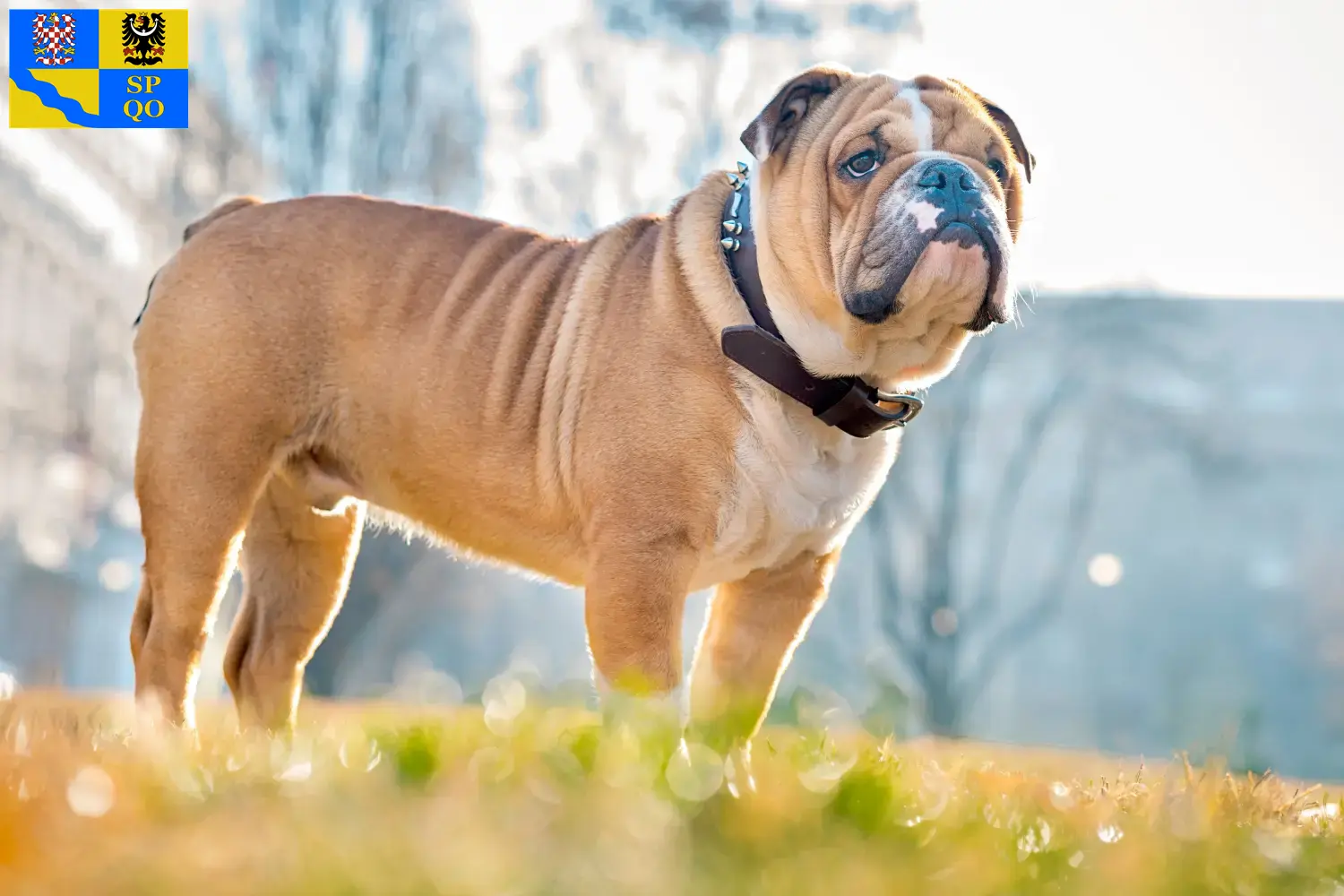 Read more about the article English Bulldog breeders and puppies in Olomouc