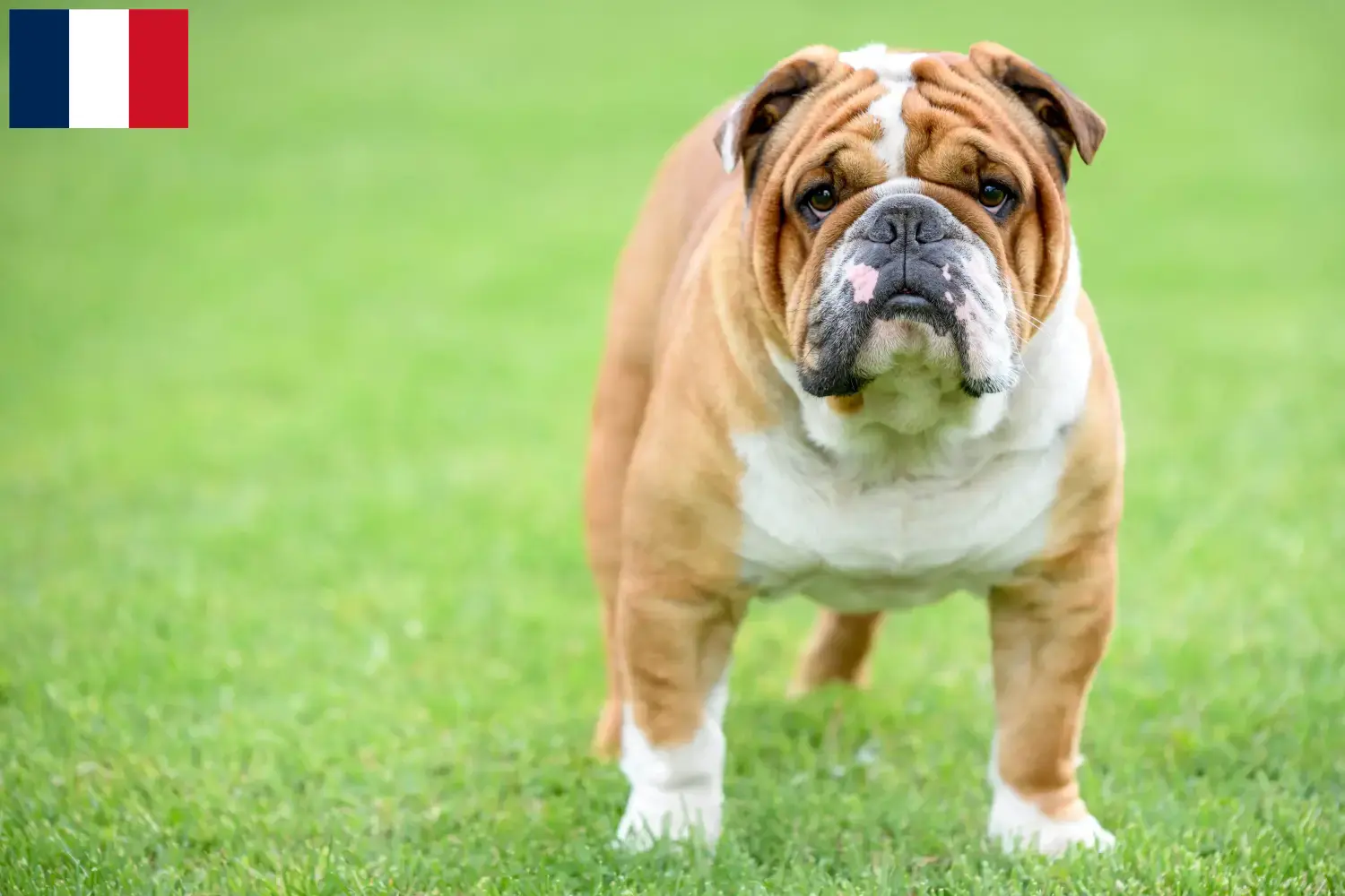 Read more about the article English Bulldog breeders and puppies in Réunion