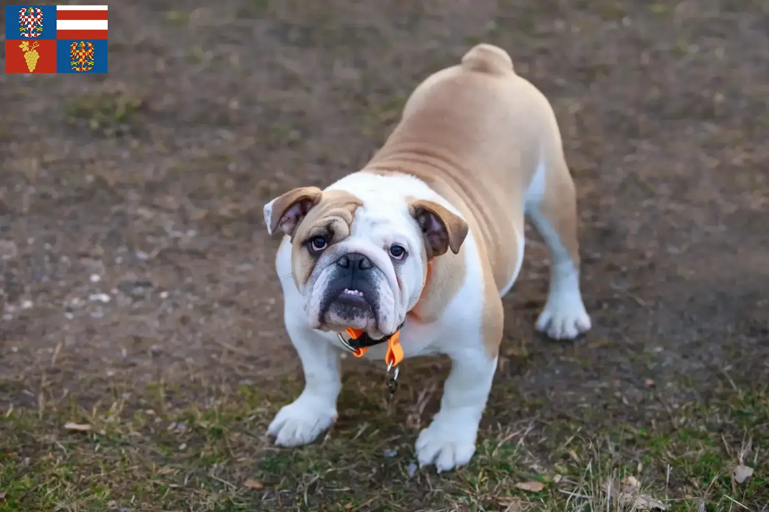 Read more about the article English Bulldog breeders and puppies in South Moravia