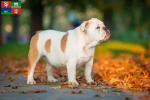 Read more about the article English Bulldog breeders and puppies in Ústí