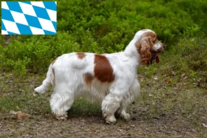 Read more about the article English Cocker Spaniel breeders and puppies in Bavaria