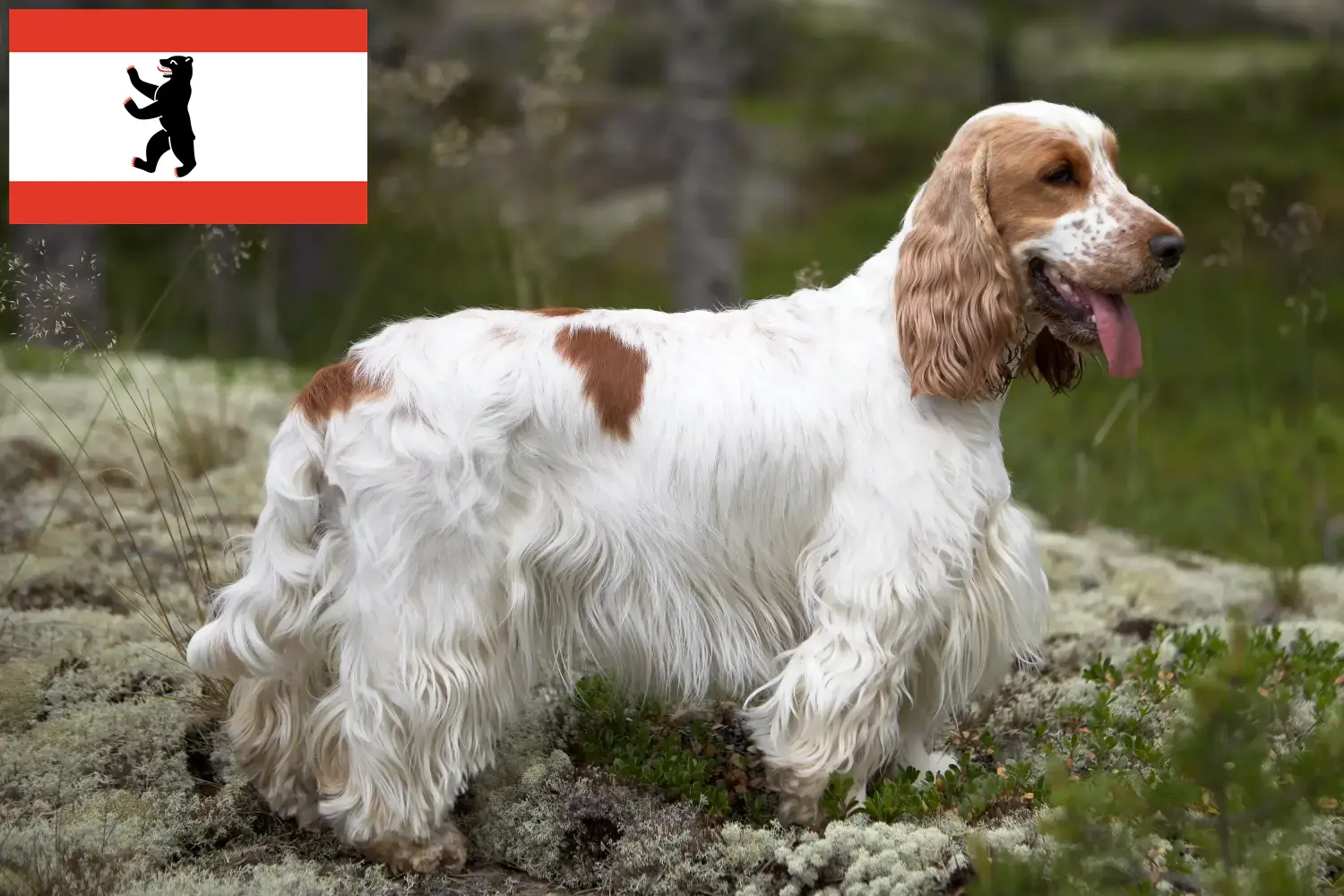 Read more about the article English Cocker Spaniel breeder and puppies in Berlin