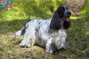 Read more about the article English Cocker Spaniel breeders and puppies in Bourgogne-Franche-Comté