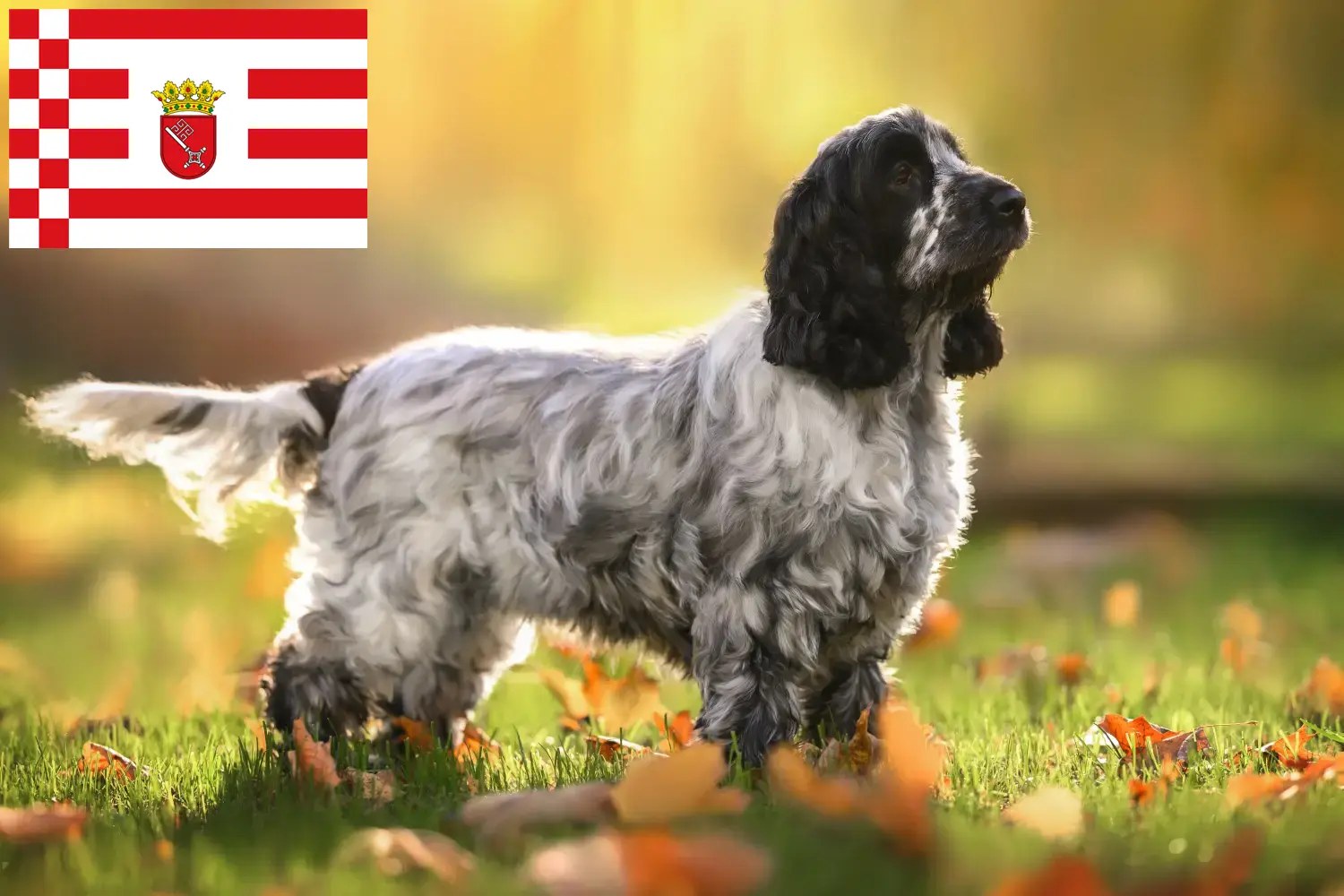 Read more about the article English Cocker Spaniel breeder and puppies in Bremen