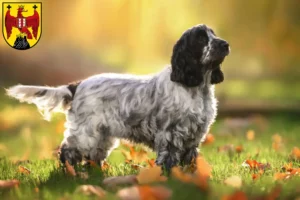 Read more about the article English Cocker Spaniel breeders and puppies in Burgenland