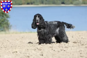 Read more about the article English Cocker Spaniel breeders and puppies in Centre-Val de Loire