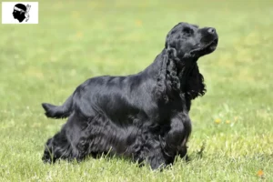 Read more about the article English Cocker Spaniel breeders and puppies in Corsica