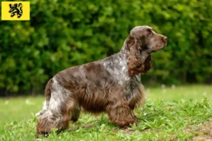 Read more about the article English Cocker Spaniel breeders and puppies in Flanders