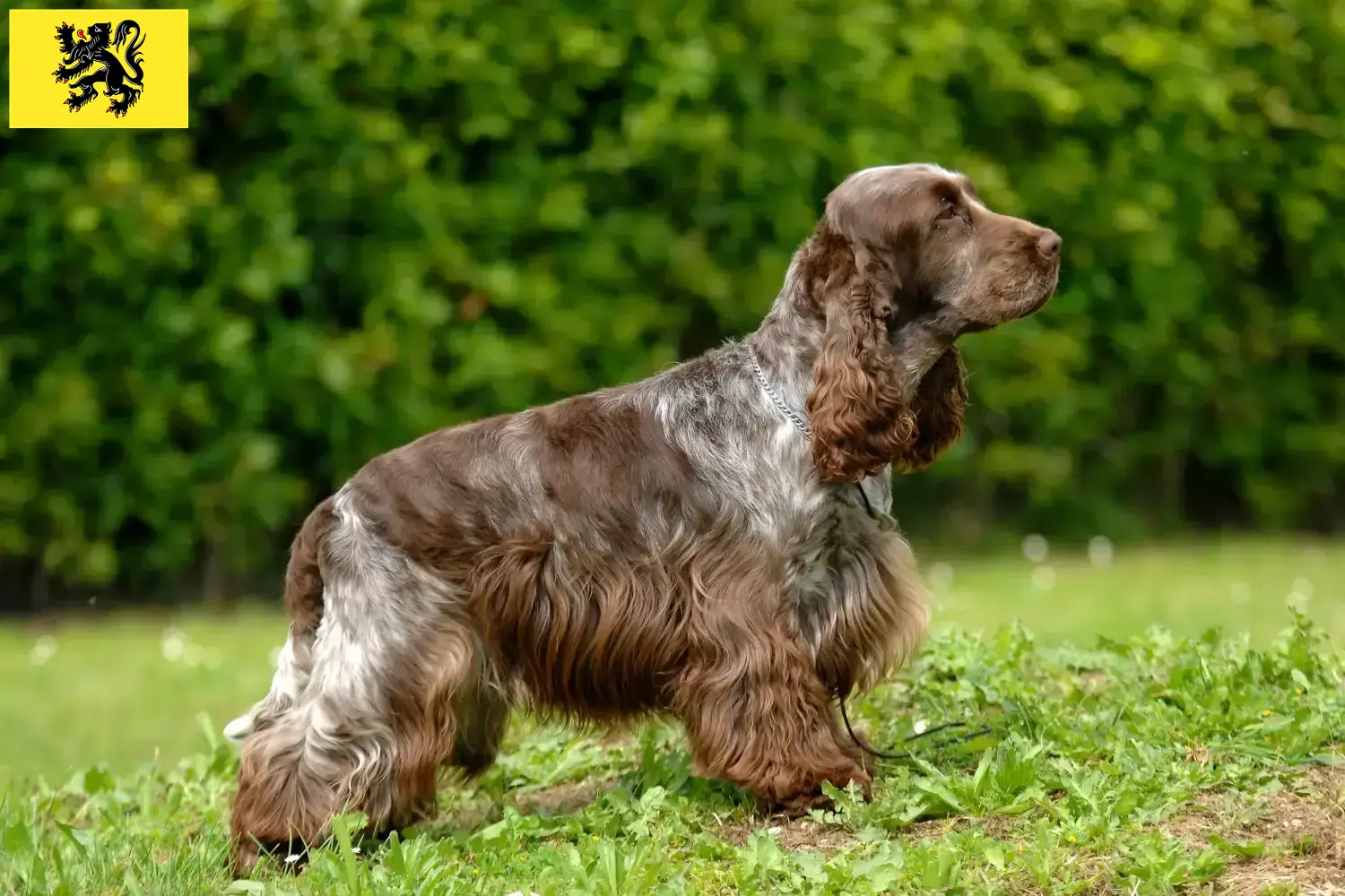 Read more about the article English Cocker Spaniel breeders and puppies in Flanders