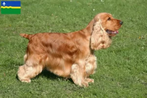 Read more about the article English Cocker Spaniel breeders and puppies in Flevoland