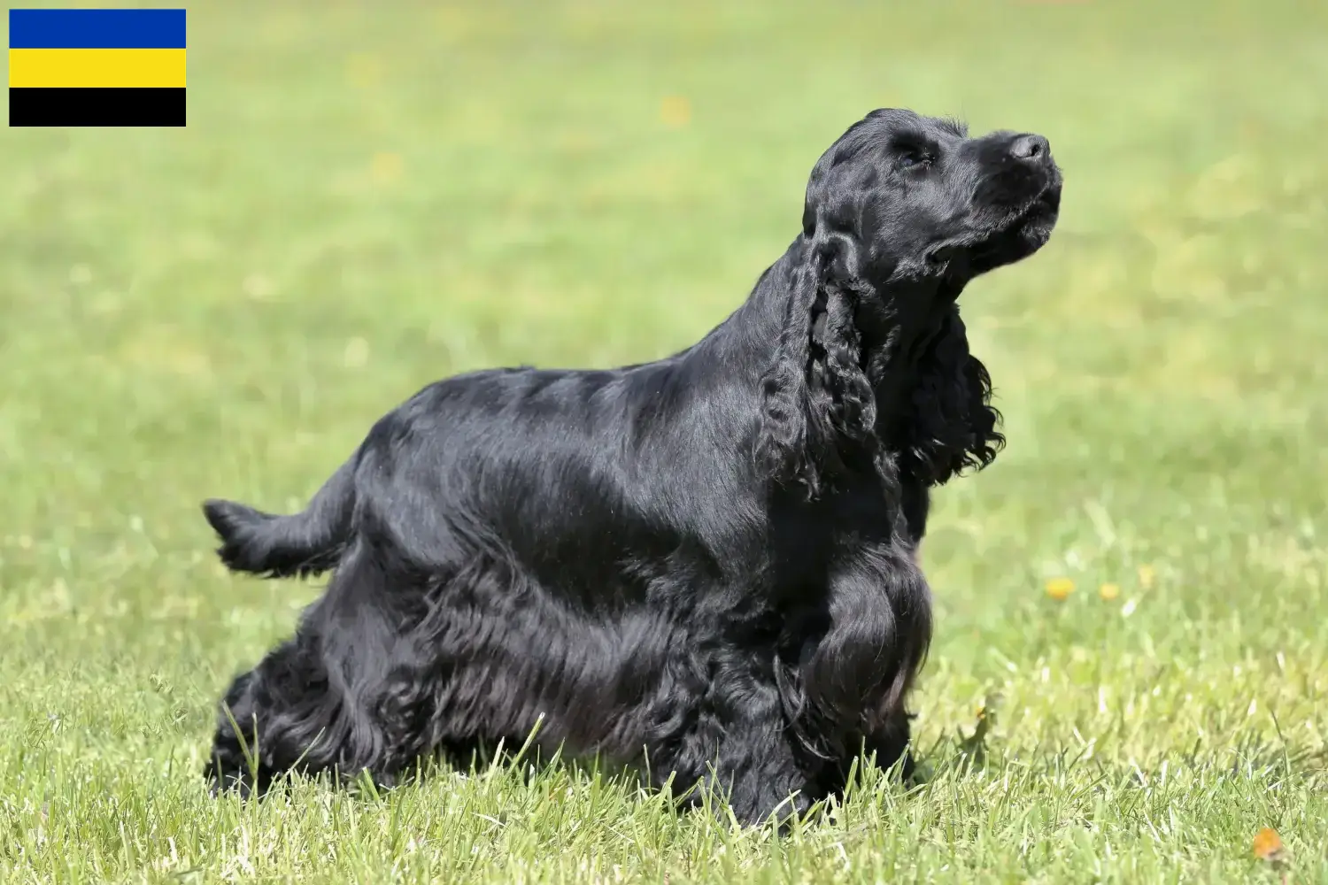 Read more about the article English Cocker Spaniel breeders and puppies in Gelderland