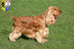 Read more about the article English Cocker Spaniel breeders and puppies in Hauts-de-France