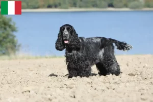 Read more about the article English Cocker Spaniel breeders and puppies in Italy