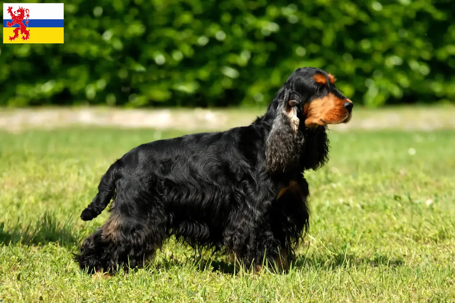 Read more about the article English Cocker Spaniel breeder and puppies in Limburg