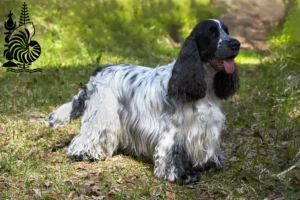 Read more about the article English Cocker Spaniel breeders and puppies in New Caledonia