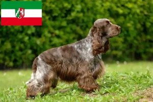 Read more about the article English Cocker Spaniel breeders and puppies in North Rhine-Westphalia