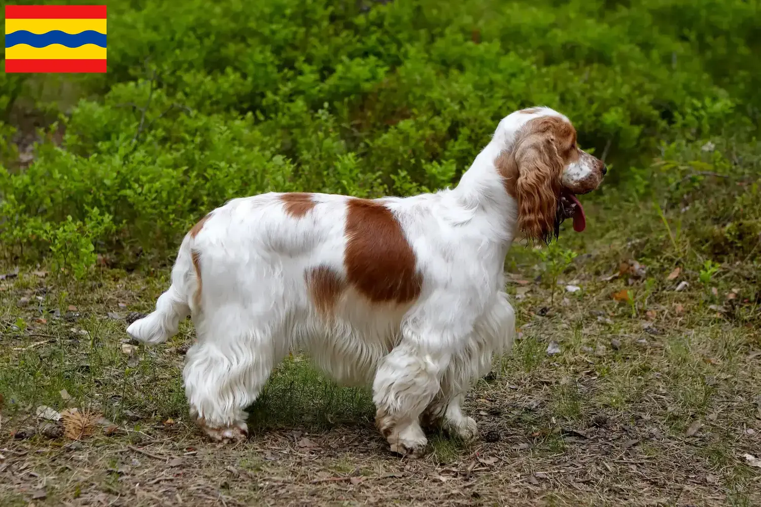 Read more about the article English Cocker Spaniel breeders and puppies in Overijssel