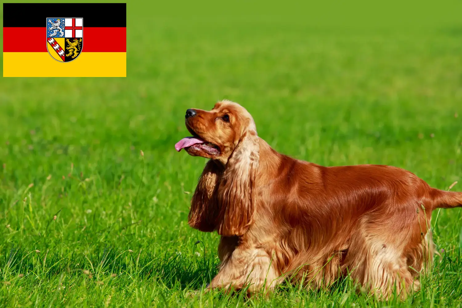 Read more about the article English Cocker Spaniel breeders and puppies in Saarland