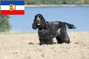 Read more about the article English Cocker Spaniel breeders and puppies in Schleswig-Holstein