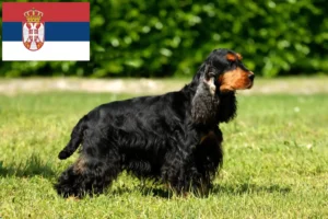 Read more about the article English Cocker Spaniel breeders and puppies in Serbia