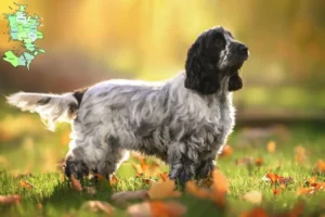 Read more about the article English Cocker Spaniel breeders and puppies in Sjælland